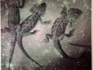 King Gizzard And The Lizard Wizard Across The Gizzverse Vol 1 Live Bootleg Paris