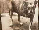 Alice In Chains Tripod Vinyl New