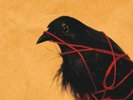 New Music Death Cab For Cutie 