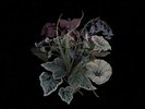 Nhor - Wildflowers [VINYL]