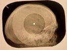 Beatles - Love Me Do X-RAY SKULL BONES RECORDS USSR 50