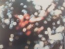 PINK FLOYD OBSCURED BY CLOUDS VINYL LP ALBUM ORIGINAL 1972 HARVEST SW-11078