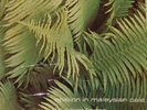 Edgar Froese ‎– Epsilon In Malaysian Pale- LP  1975  ITALY FIRST