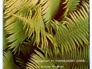 ELECTRONIC, BERLIN-SCHOOL - EDGAR FROESE Epsilon in Malays  (1975)  33T/LP  (FR)