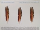 Appleseed Cast Low Level Owl: Volumes I + II  RARE USA 2006 VINYL 3LP NEAR MINT