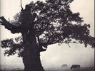 LP String Driven Thing, John Lawton, Black Rose, Planet P... Rarieties Vol. 4 -