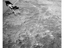 Nicolas Jaar - Space Is Only Noise  [VINYL]