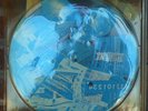 German Press Talking Heads Speaking in Tongues - Cola Colored Vinyl - Sire VG+