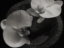 Mike Patton & Jean-Claude Vannier Corpse Flower  (Vinyl)  12