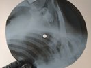 MOODY BLUES NIGHT IN WHITE SAT X-Ray USSR Record Roentgen Bones Ribs Music Vinyl