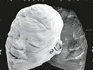 Drexciya - Harnessed The Storm  [VINYL]
