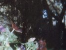 Lebanon Hanover Let Them Be Alien (Vinyl) 12