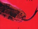 ALICE COOPER KILLER Red Black Colored Vinyl Record Store Crawl Limited Edition