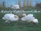 Various - Festival Of Light Classical Music - Used Vinyl Record - Y1142A