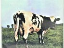 Pink Floyd • Atom Heart Mother MFSL Mobile Fidelity vinyl record LP New SEALED