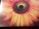 Lacuna Coil Comalies  vinyl  LP sealed Within Temptation opeth
