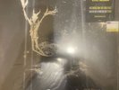 Panic at the Disco ALL MY FRIENDS WE'RE GLORIOUS Death of a Bachelor Lp Vg+