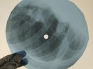 PINK FLOYD APPLES & ORANGES X-Ray USSR Record Roentgen Bone Ribs Music Vinyl