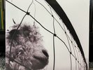 PEARL JAM - VS. VINYL EDITION (REMASTERED) NEW VINYL