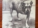 Alice in Chains - Self Titled - 2x Vinyl - Columbia 1995