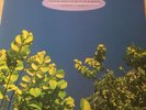 THE GO BETWEENS 2 LP SET 1978-1990(NM)