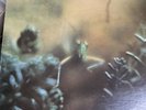 Steely Dan LP Katy Lied
