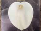 White Label Promo - The Spencer Jackson Family – The Hand Of God - BLS6081 EX