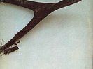 WISHBONE 