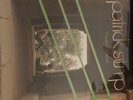 Patrick Stump Truant Wave Vinyl 500 VERY RARE Fall Out Boy