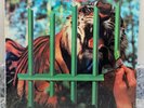 Tygers Of Pan Tang – The Cage ; 1982 LP 1ST PRESS FACTORY SEALED