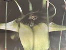 Psychic TV - Dreams Less Sweet New Vinyl 12” LP Album Sealed