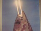 REO Speedwagon - You Can Tune A Piano But You Can't Tuna Fish. - Use - J7350A