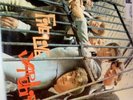 THE YARDBIRDS  ORIG  1964  UK  LP    FIVE LIVE YARDBIRDS    COLUMBIA 33SX 1677