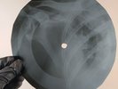 BLACK SABBATH WIZARD X-Ray USSR Record Roentgen Bones Ribs Music Vinyl