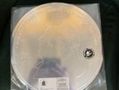 Cash Rivers And The Sinners - Bad Side Od The Coin - R. Pollard - Vinyl - NM