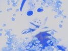 YUNG LEAN FROST GOD (COLV) VINYL LP NEW
