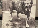 Alice In Chains Sell Titled Tripod Vinyl 12 Inch Album Purple Yellow Center