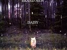 Daisy Brand New Gatefold Sealed - The Used Taking Back Sunday