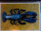 B-52's - Rock Lobster/ Planet Claire Limited Edition Picture Discs Pair - BFTL 1