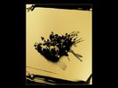 LP Life is Dub - Foals (#5054197405761)