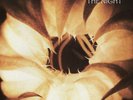 MORPHINE NIGHT NEW LP