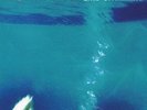 MORPHINE: LIKE SWIMMING - RED (LP vinyl .)