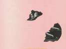 MITSKI - The Land Is Inhospitable & So Are We - Vinyl (LP)
