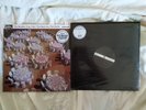 Sensible Gray Cells (Damned Punk)  - Get back into the world Splattered LP + 12