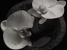 Mike Patton & Jean-Claude Vannier - Corpse Flower (NEW 12