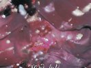 Mint Field - Aprender a Ser LP NEW