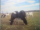 The Screaming Abdabs - The Dark Side of the Moo - Pink Floyd bootleg