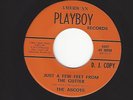 THE ASCOTS- 