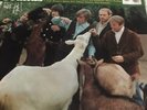 THE BEACH BOYS 