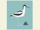 Bert Jansch - Avocet LP NEW Art Print Edition